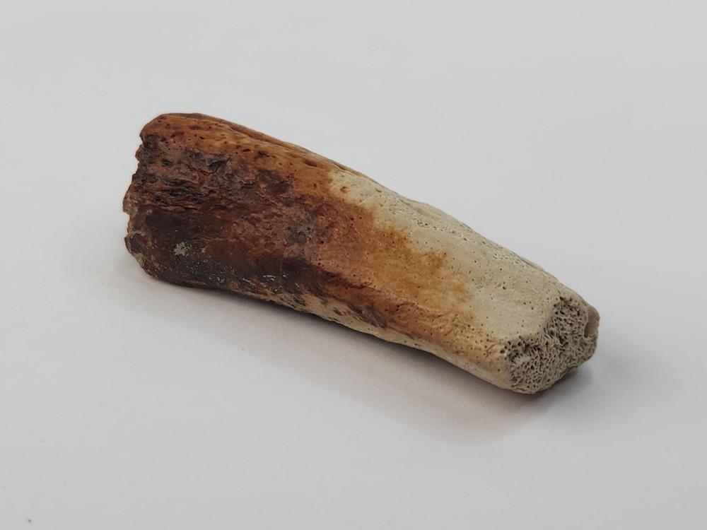 Crocodilian Surangular Jaw Skull Bone Fossil - Judith River Fm. - MT