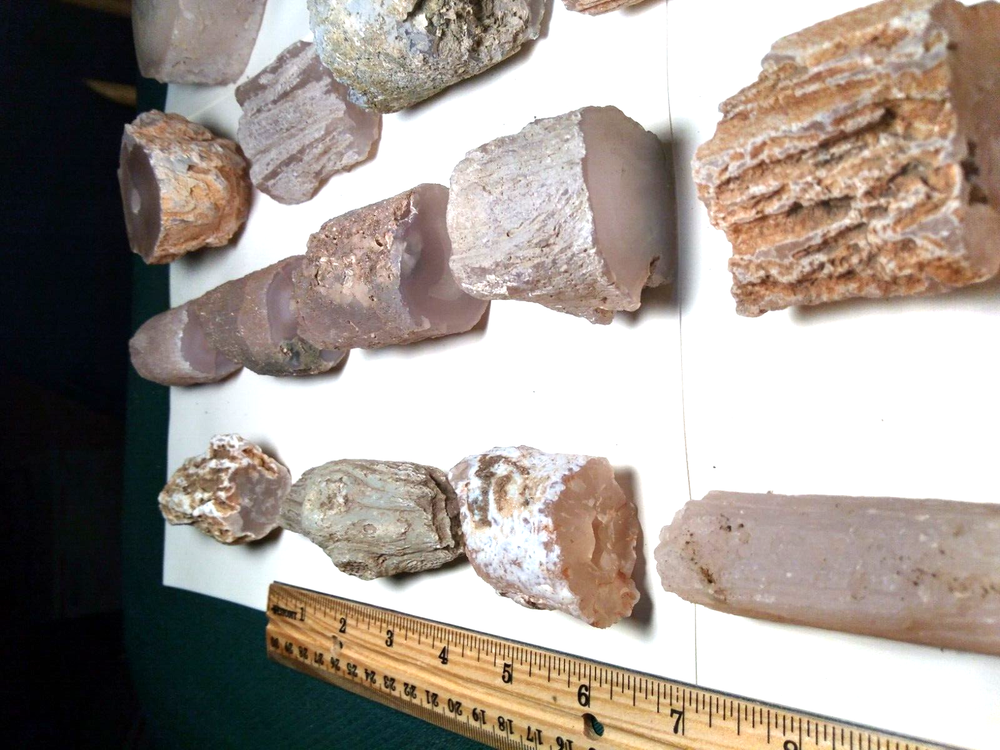 Petrified Wood Limb Casts- Over 10-1/4 lbs.