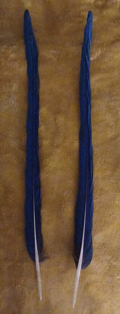 2 Blue & Gold Parrot Tail Feathers 19 Inches