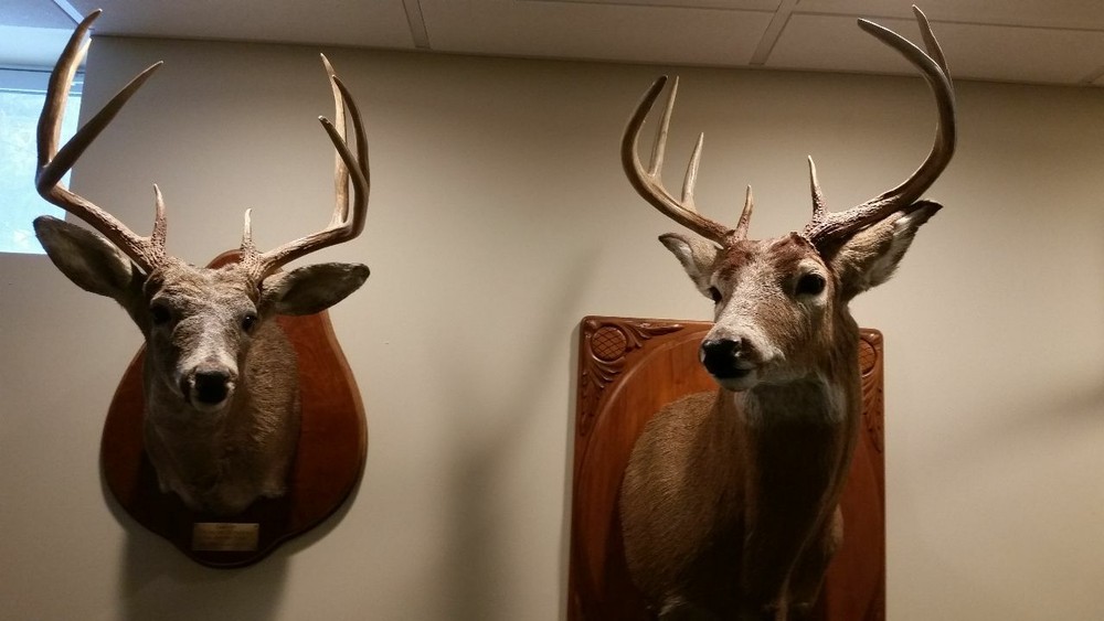 Hot Whitetail Doe Estrous 2 pack
