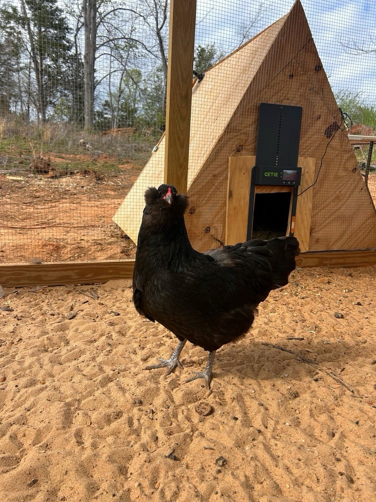 Preorder Of Mixed Dozen Ameraucana Hatching Eggs