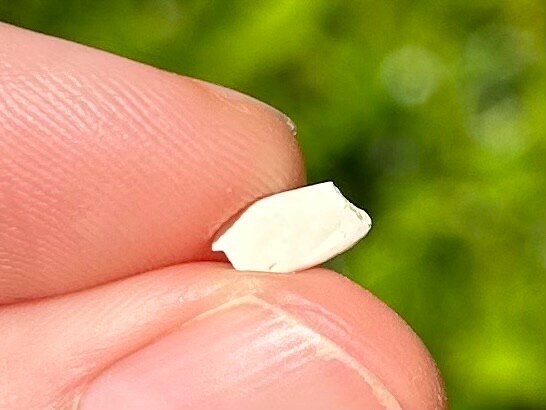 Rare TEXAS MIOCENE Fossil Gar Fish Scale Fleming Formation