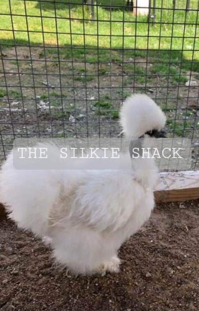 Silkie Chicken Hatching Eggs NPIP Certified