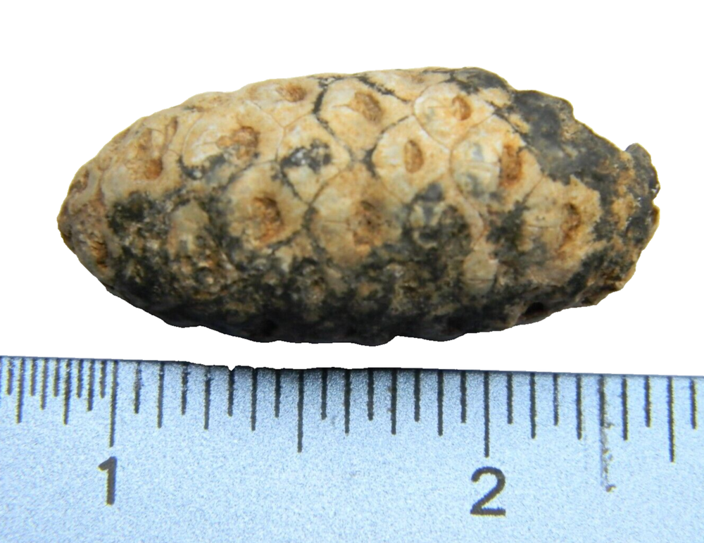Fossil Seed (PINE) Cone Morocco 1.60 inch - 17.37 grams