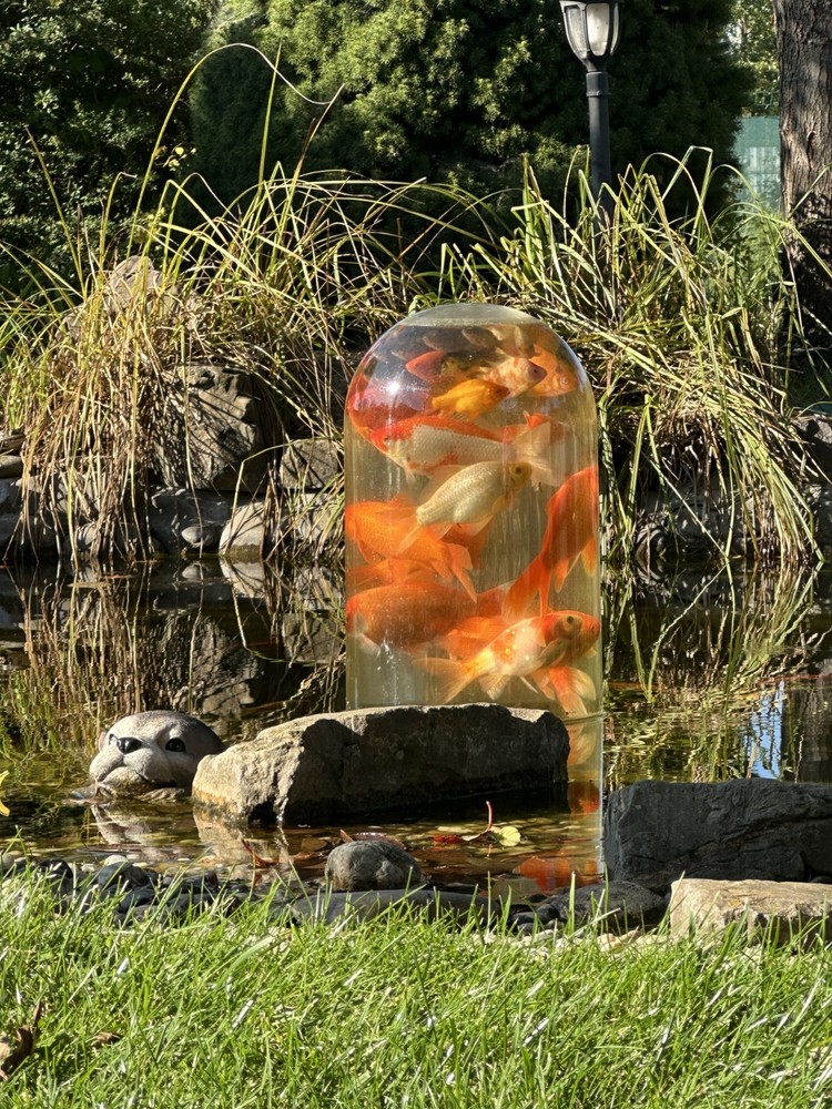 FishView