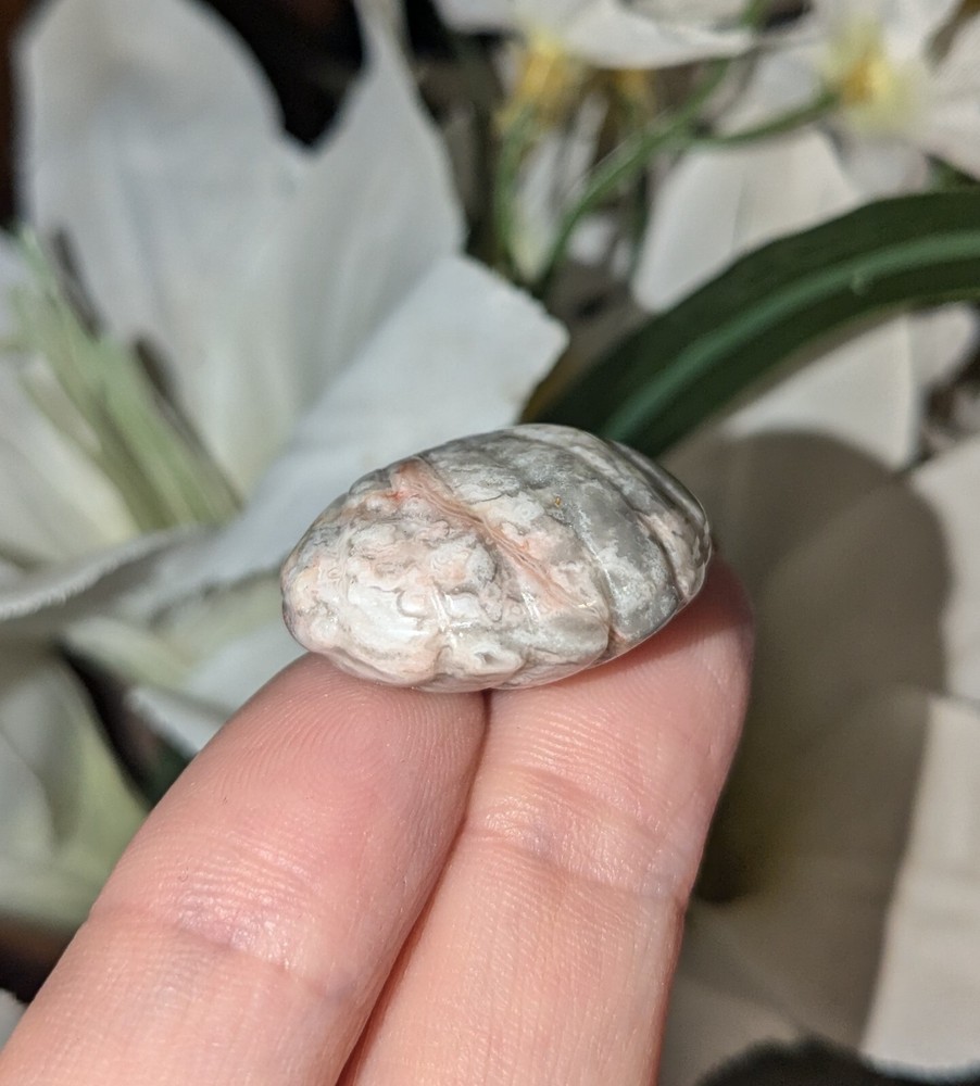 Crazy Lace Agate Miniature Seashell Carving 1x0.86in