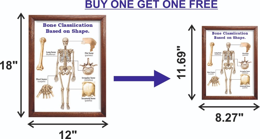 Bone Classiication Based on Shape. Chart 12x18 inches