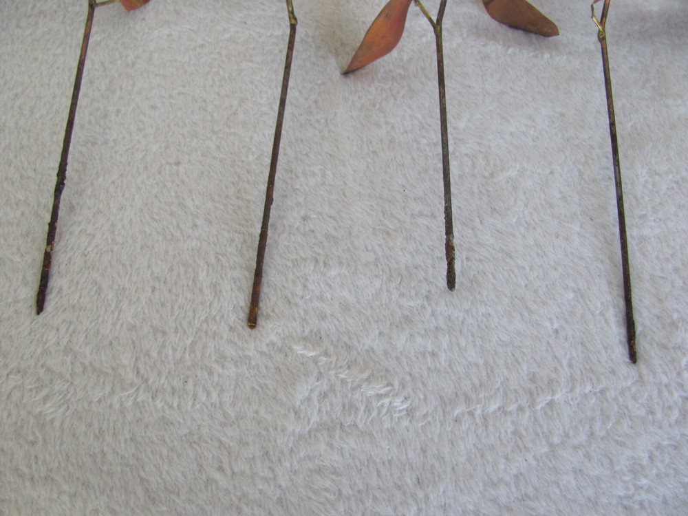 Long Stem Copper Rose(s) Up to 7 Available