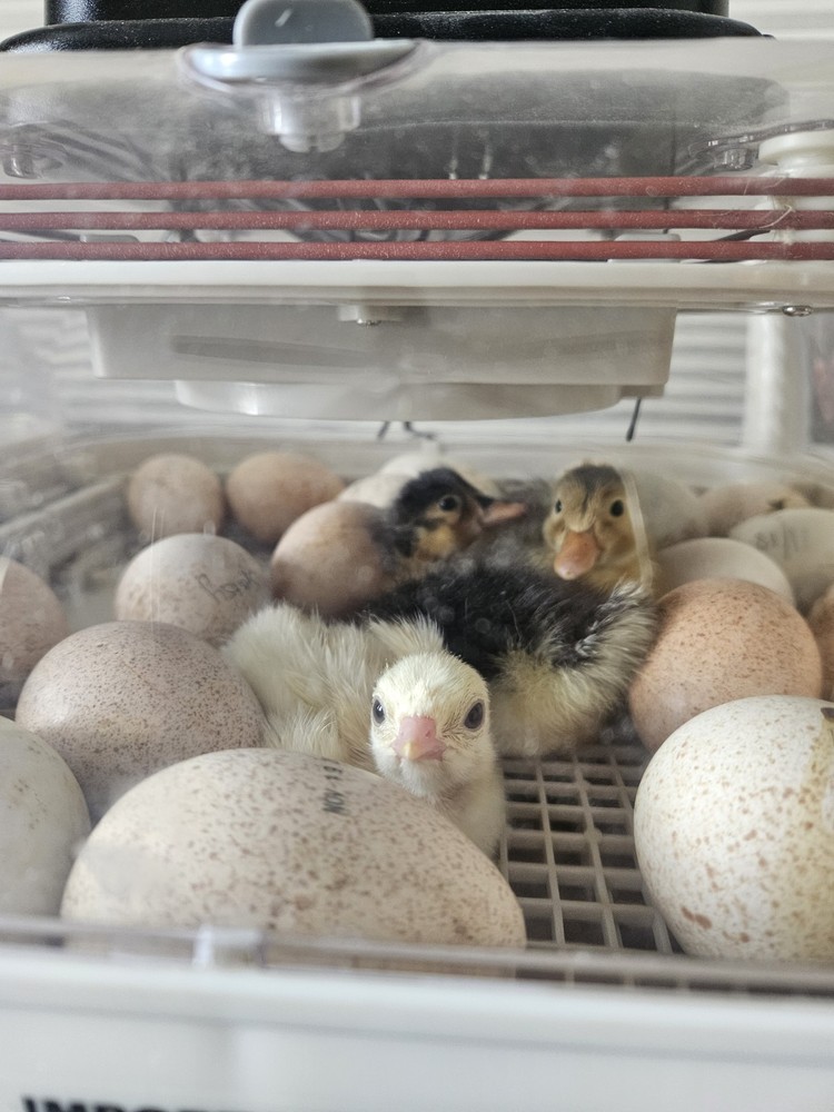 Incubator Rental For Hatching Eggs
