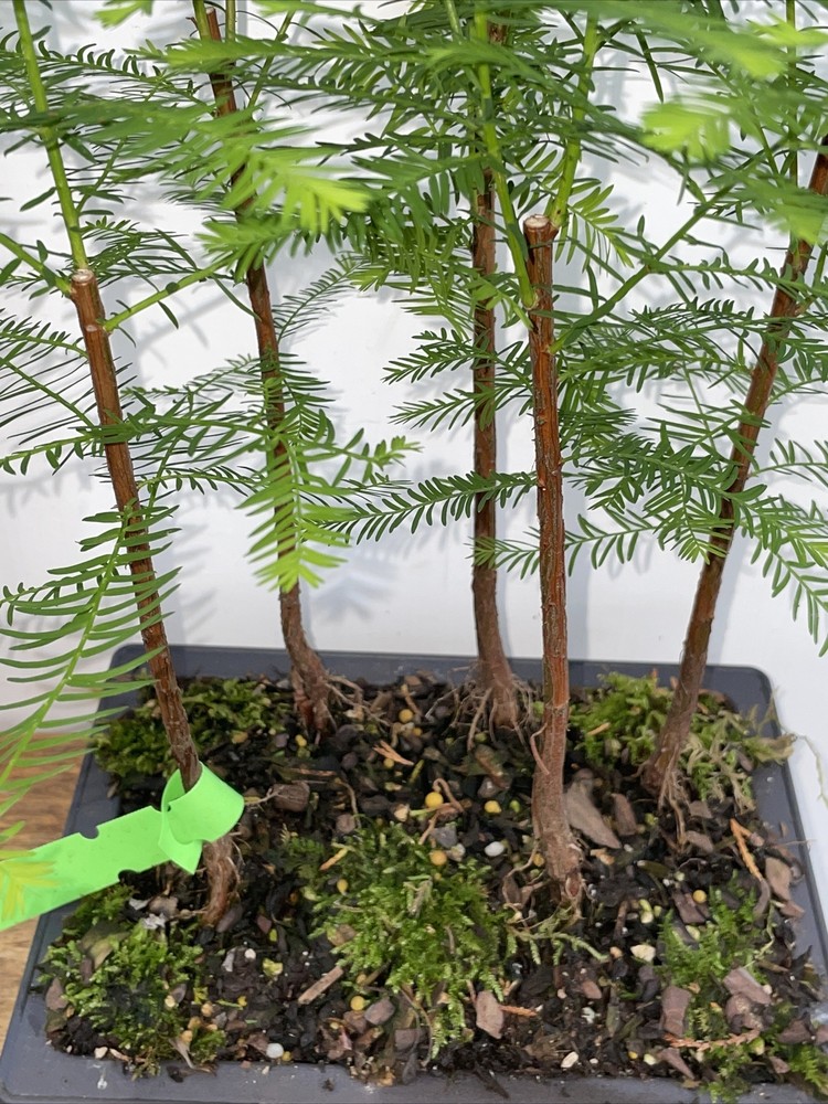 5 Tree Bald Cypress - Forest Bonsai