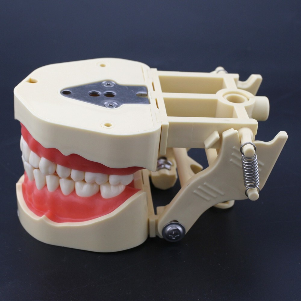 Frasaco Style Dental Typodont Model 28 Teeth Soft Gingiva Standard Working Model