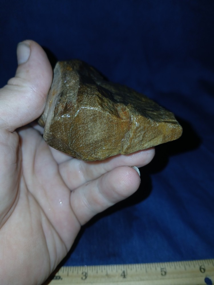9 oz Texas Petrified Wood