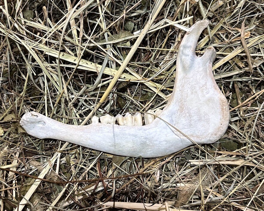 Small Cow Jaw Bones