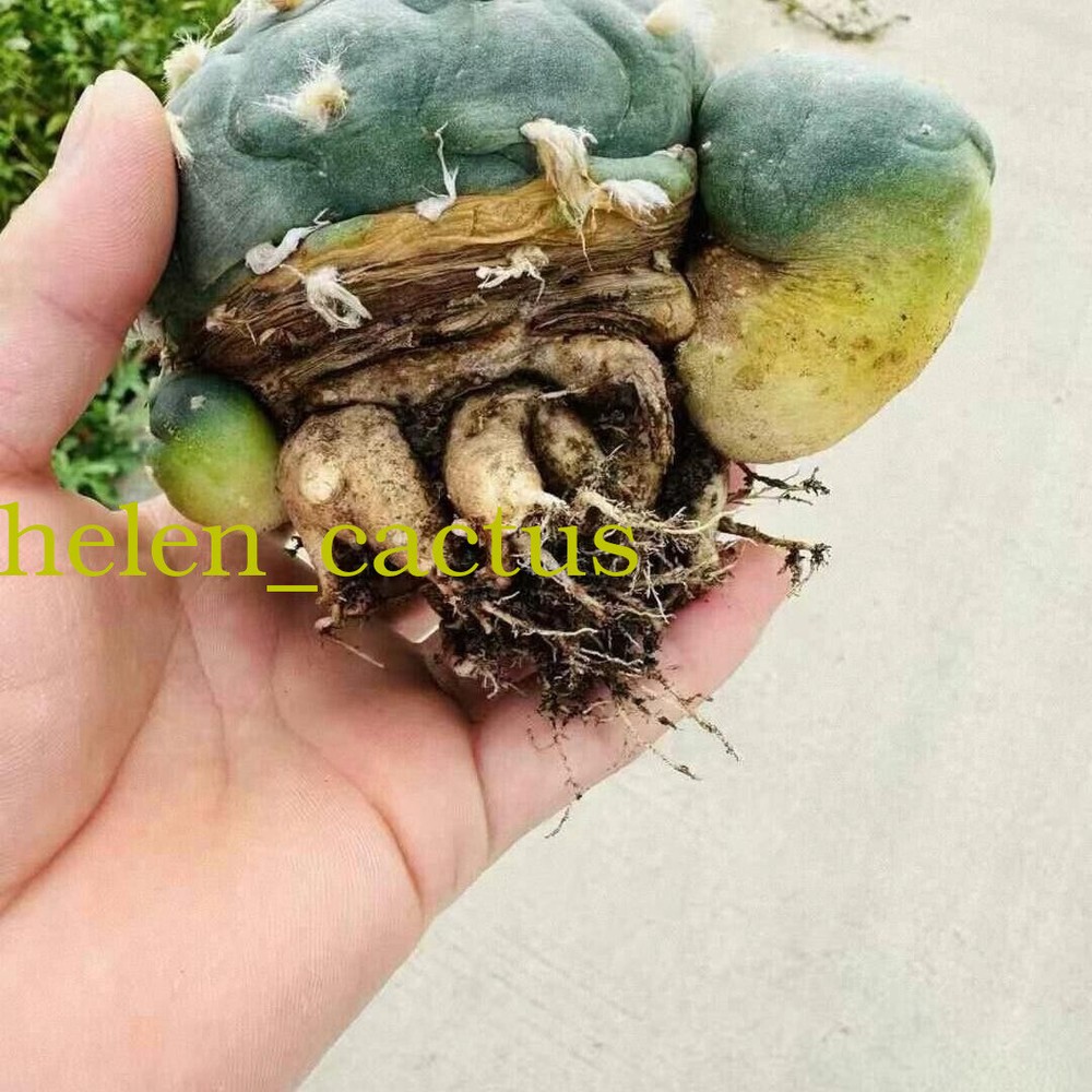 3pcs 5cm Thornless Beautiful Cactus Succulent RadishRoot