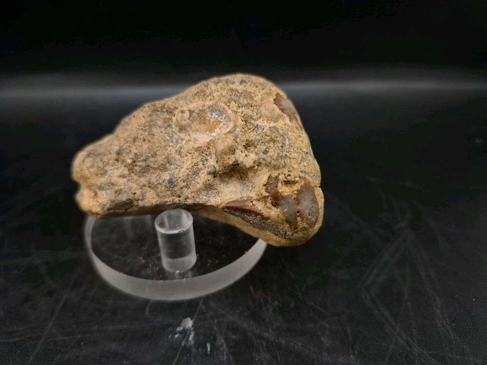 Sauropod Skull Fossil 🦕