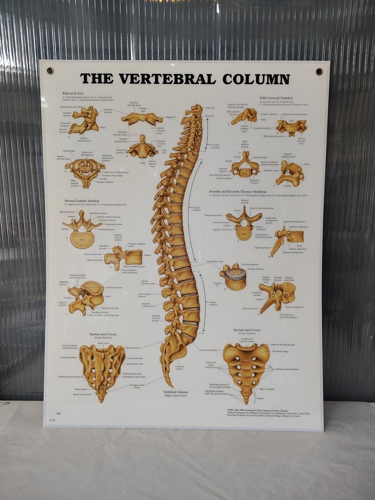 Vertebral Column & Spine Anatomical Chart Charts Models