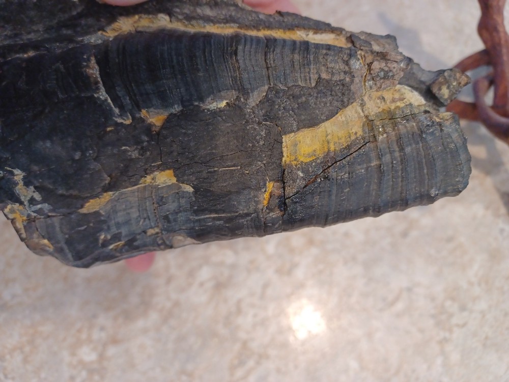 Unknown Large Fossil