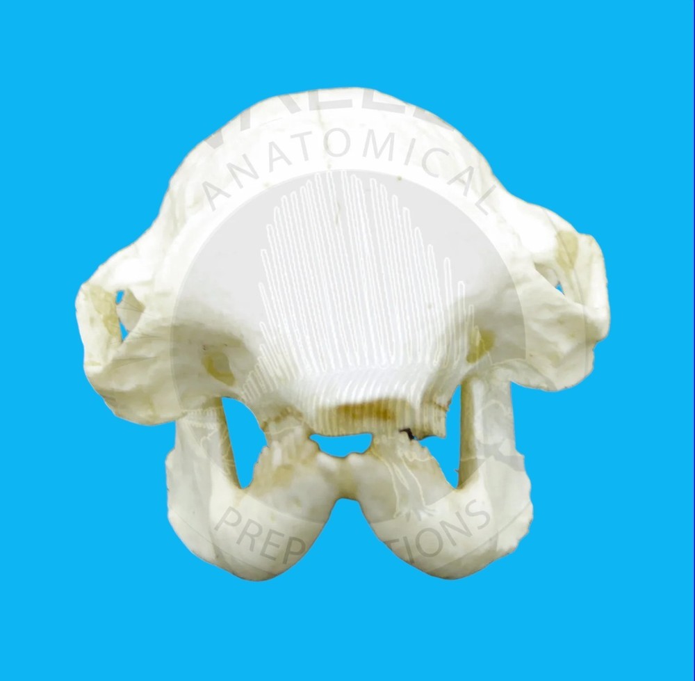 ARMADILLO DWARF SKULL REPLICA