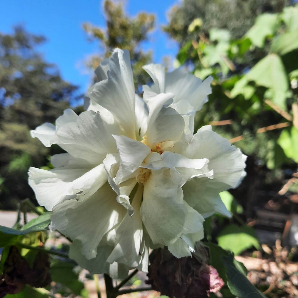 Double confederate Rose 5 Cuttings