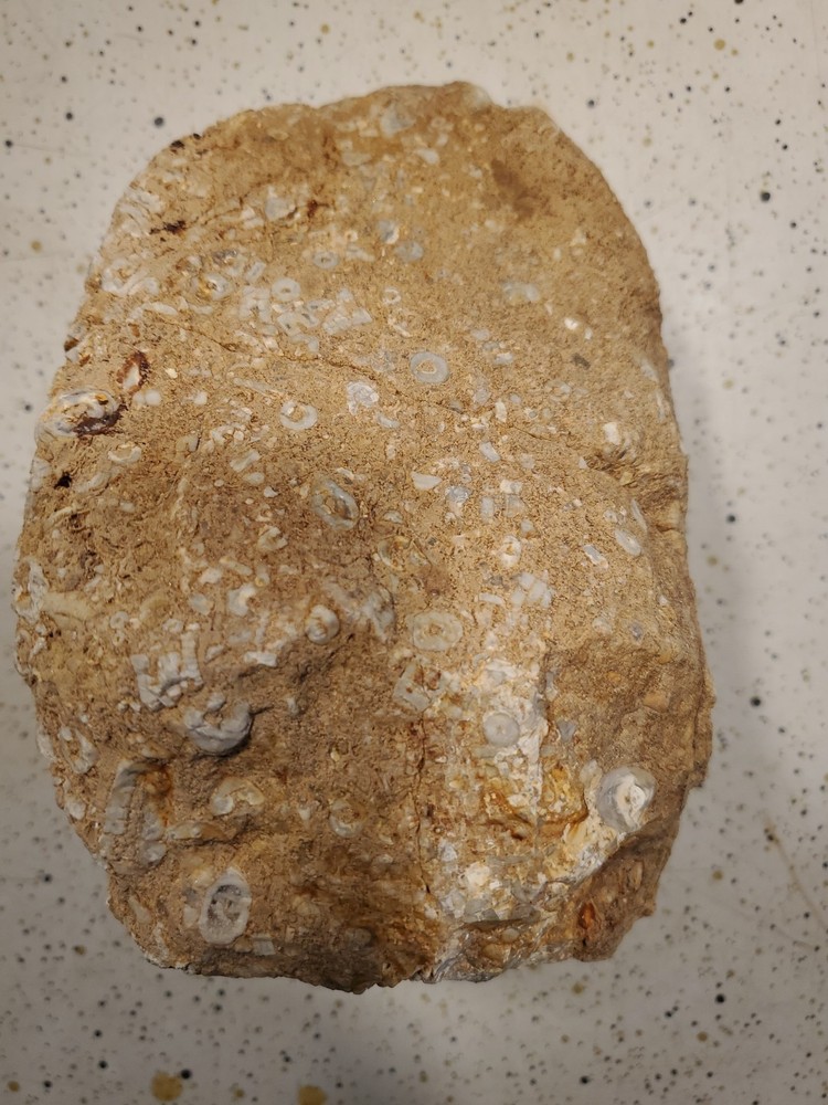 About 11 pound 14 oz Triangular Densely Packed Fossilized Shells Rock thatStands