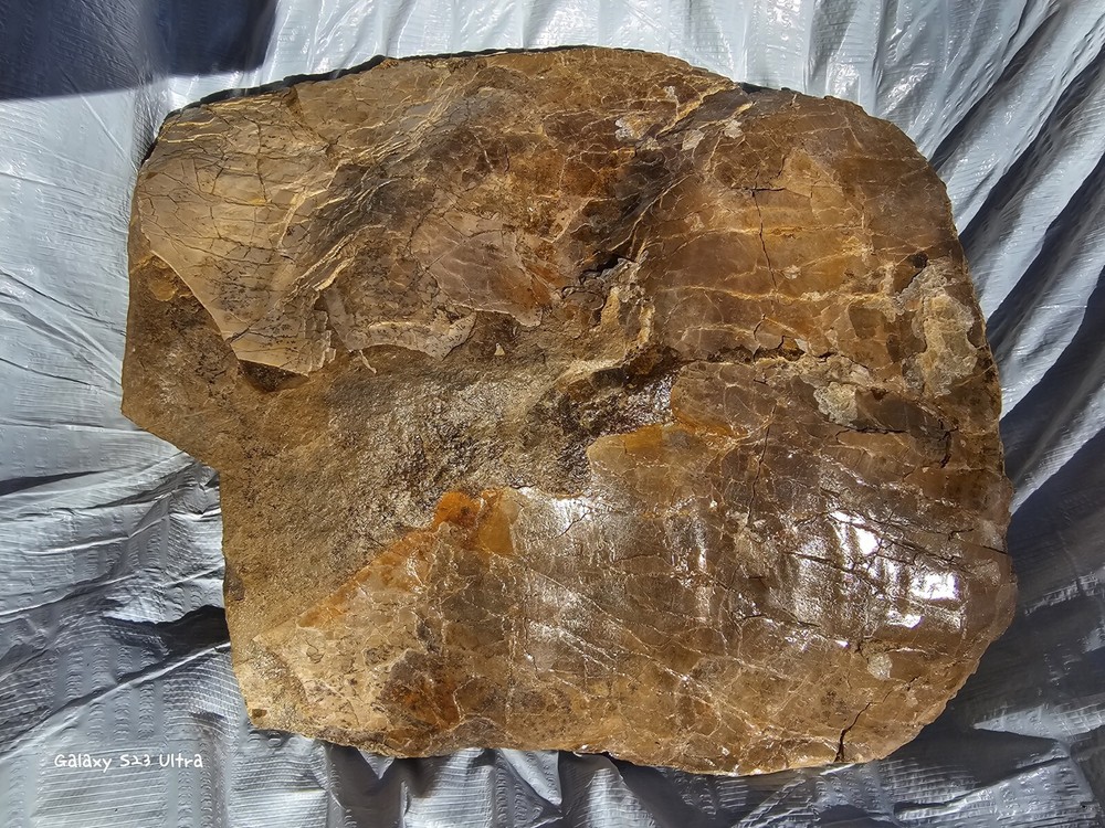 Petrified Turtle Shell