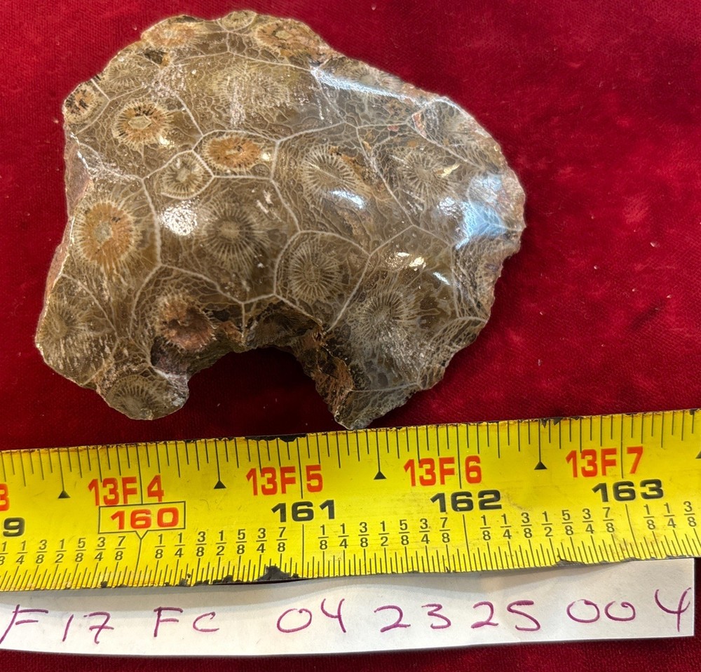 Petrified Coral End Polished