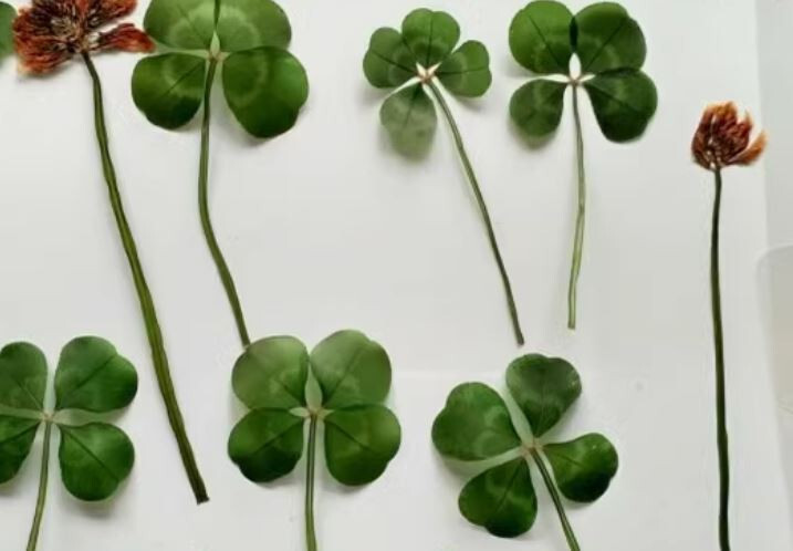 Real 4 Leaf Clover Book Mark Laminated Lucky Clover *