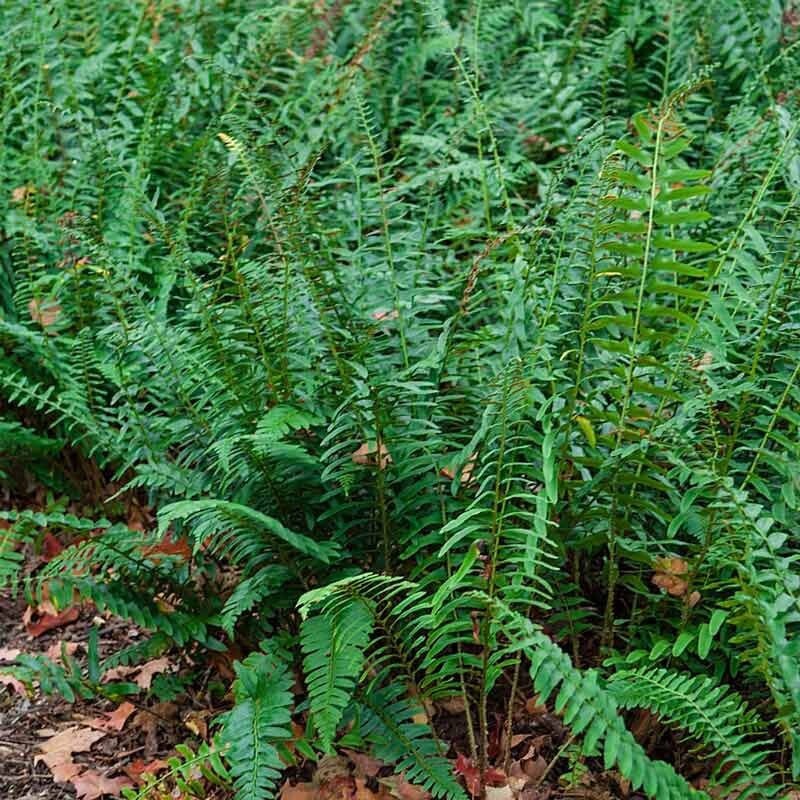 Christmas Fer (Polystichum Acrostichoides) Bare-root