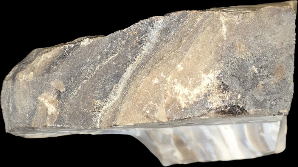 Near Fully Permineralized Petrified Wood