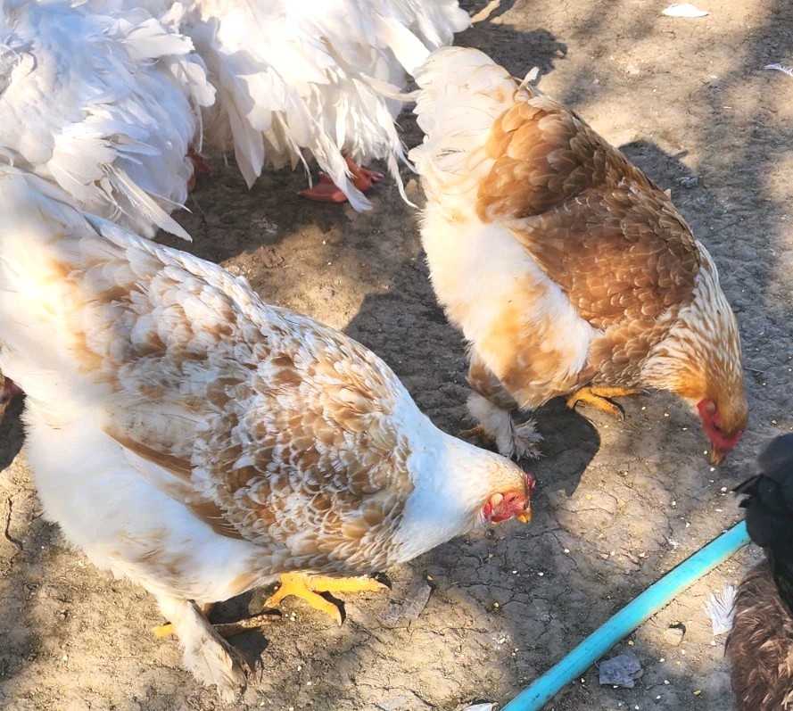 8+ Beautiful Buff Laced Brahma Hatching Eggs