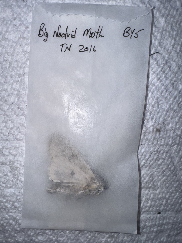 BY5 - Big Noctuid Moth