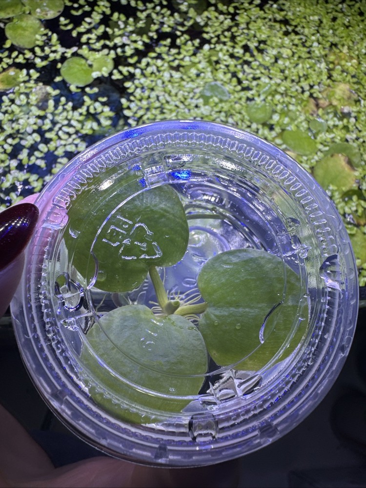 Frog Bit Floaters Live Floating Plants