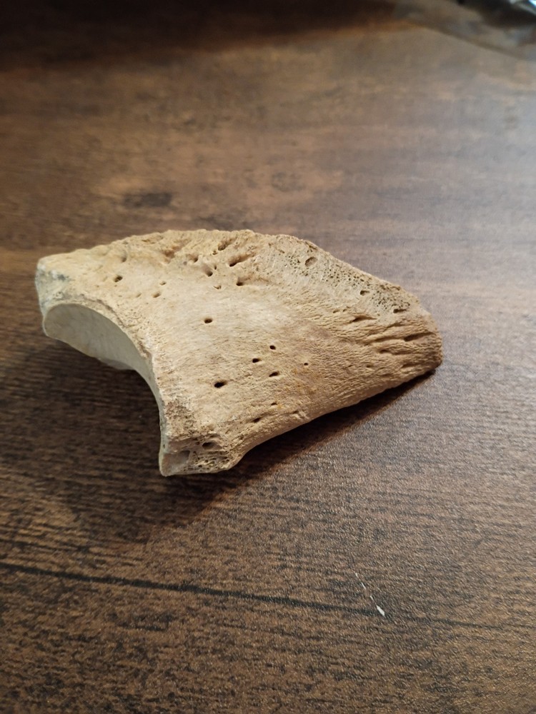 fossilized small sloth toe