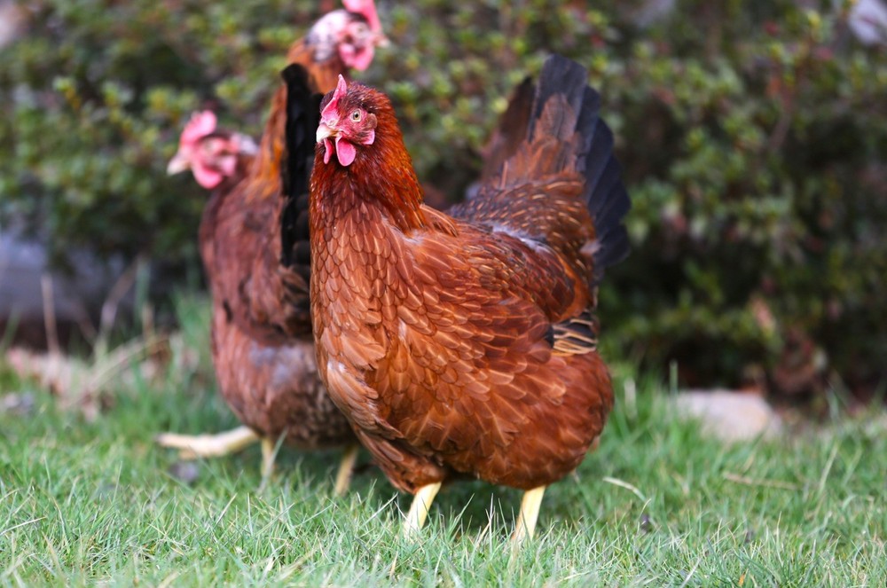 10++ NPIP Welsummer Chicken Hatching Eggs - Read Description