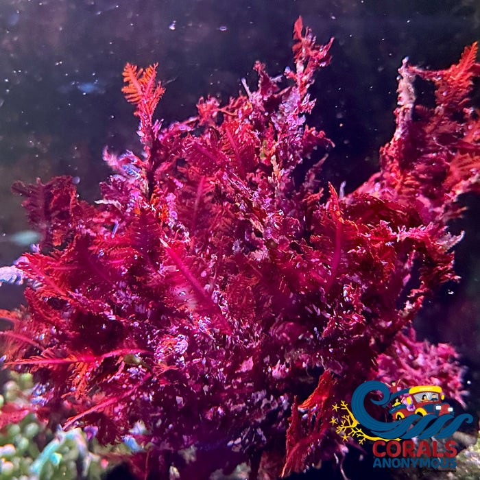 Red Feather Fern Macroalgae