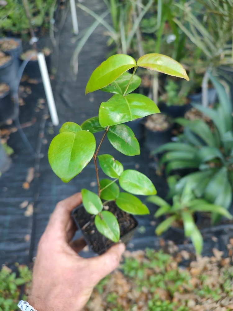 Surinam Cherry (4 Inch Seed Cell)
