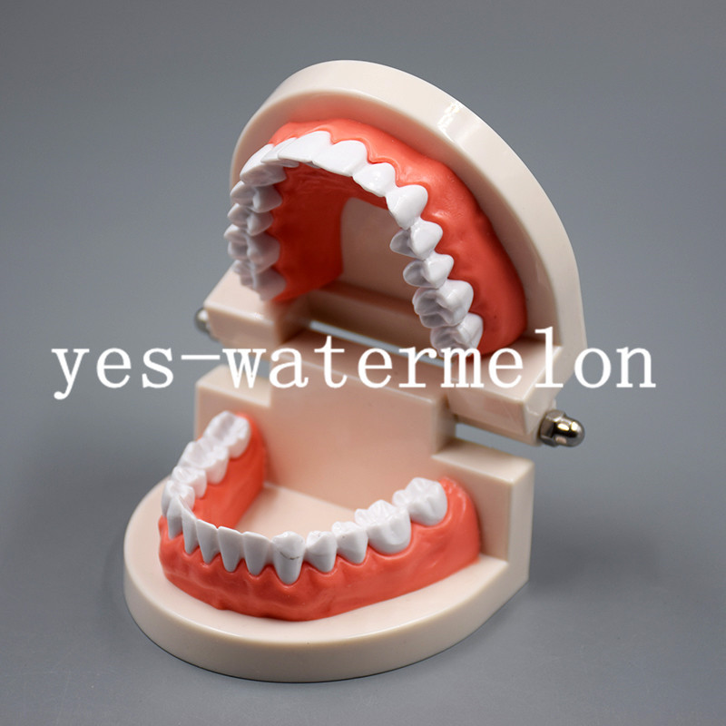 Dental Teaching Study Adult Standard Typodont Demonstration Tooth Teeth Model