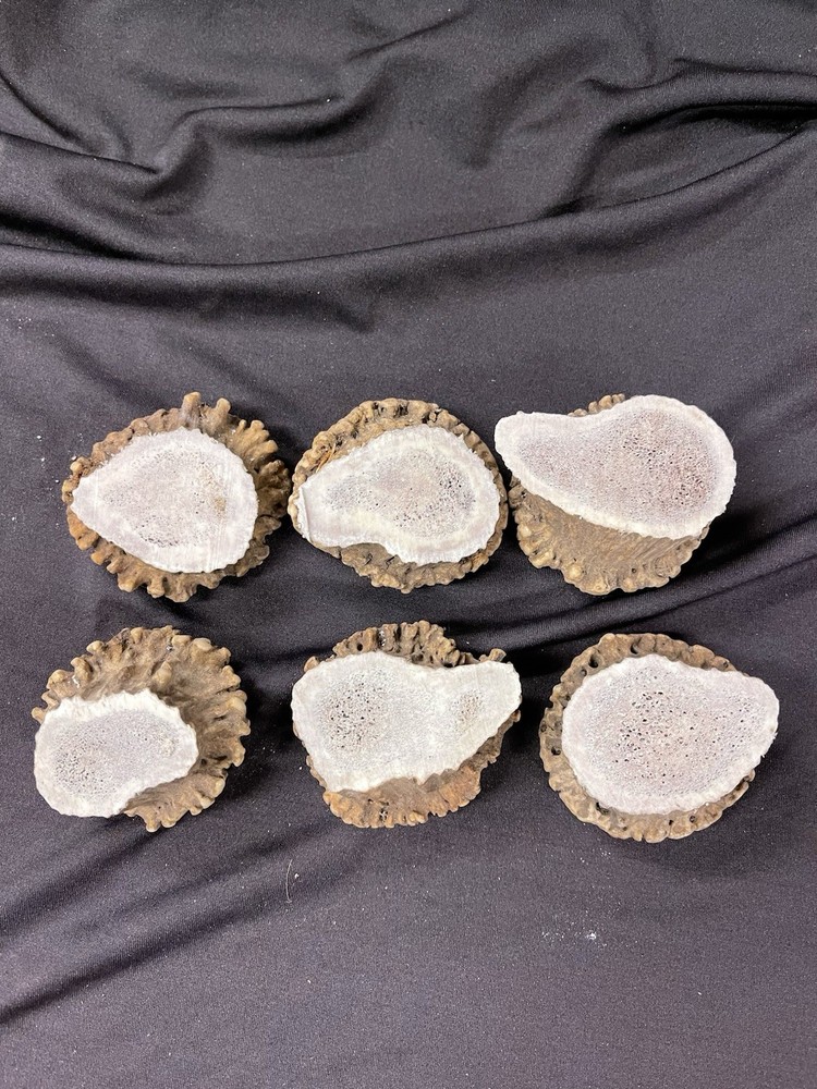 6 SMALL ELK BURRS/ROSETTES/CROWNS/PULLS