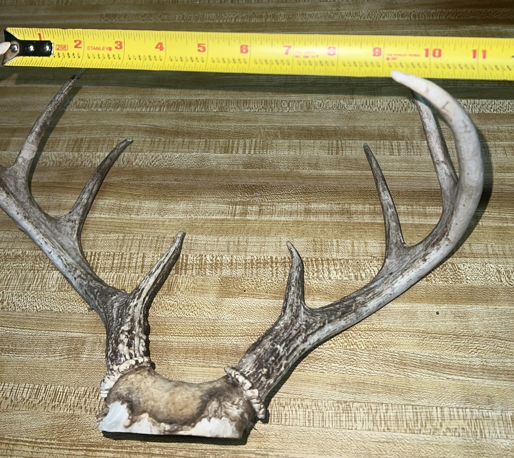 8 Point Buck ￼
