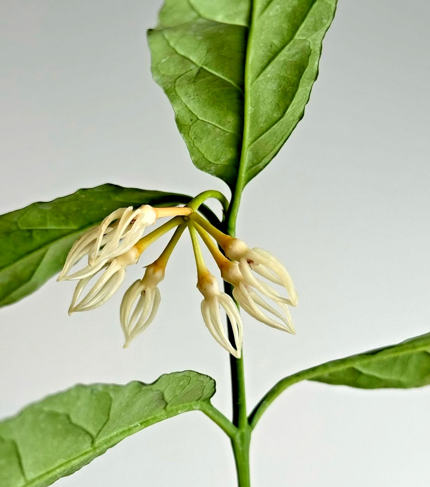 Hoya Decipulae Free Phytosanitary