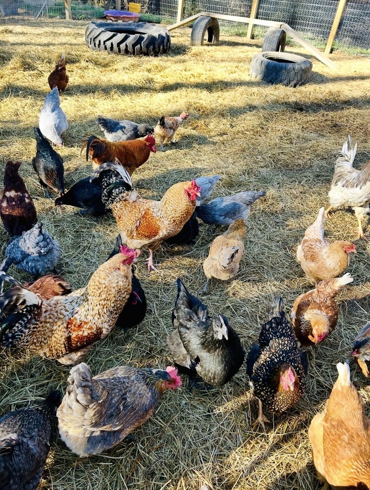 12 Rainbow Barnyard Mix Hatching Eggs