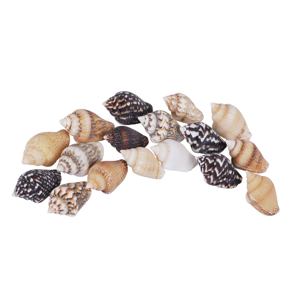 2000 PCS Tiny Mini Small Sea Shells for Crafting seashells, Tiny/2000pcs