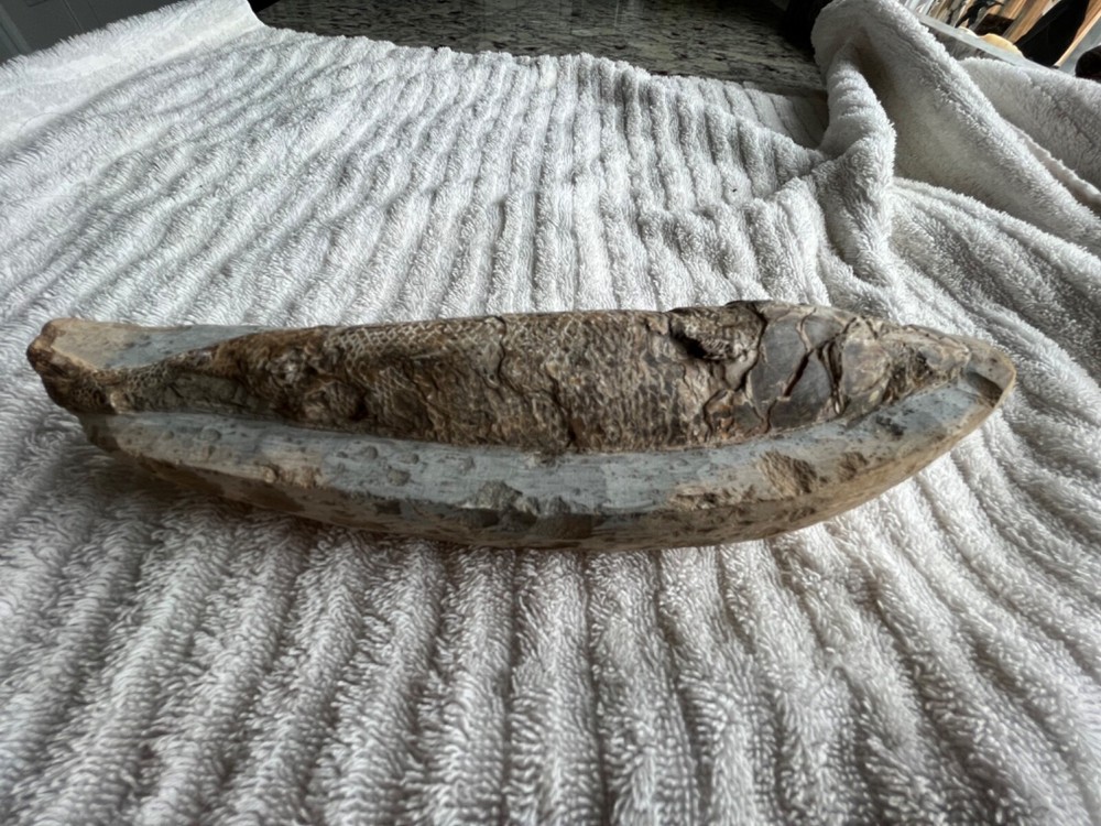 fossil fish very nice details 