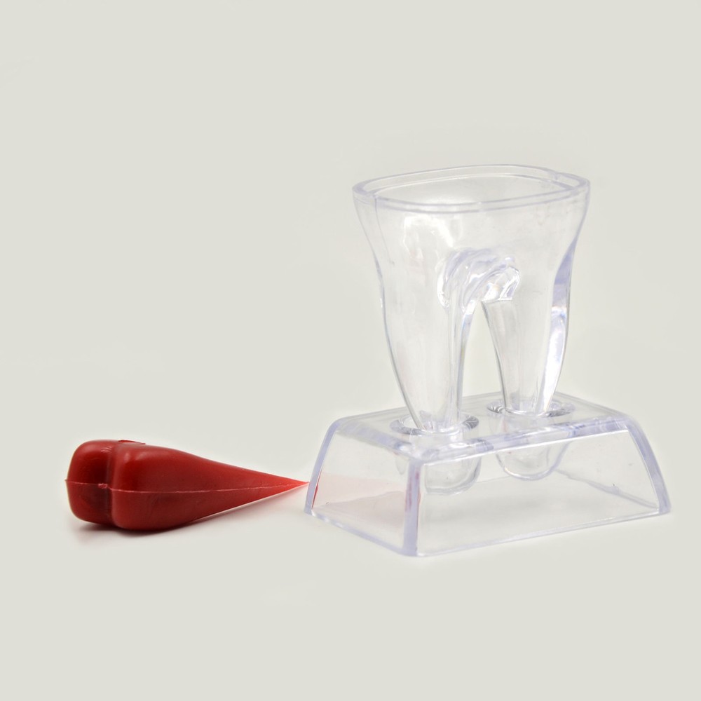 Plastic Emulational Dental Crystal Base Hard Plastic Teeth Tooth Molar Model