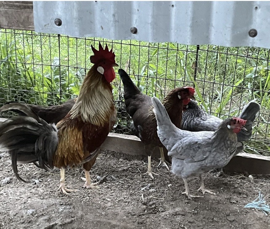 Blue (BBS) Partridge Leghorn Hatching Eggs 6+
