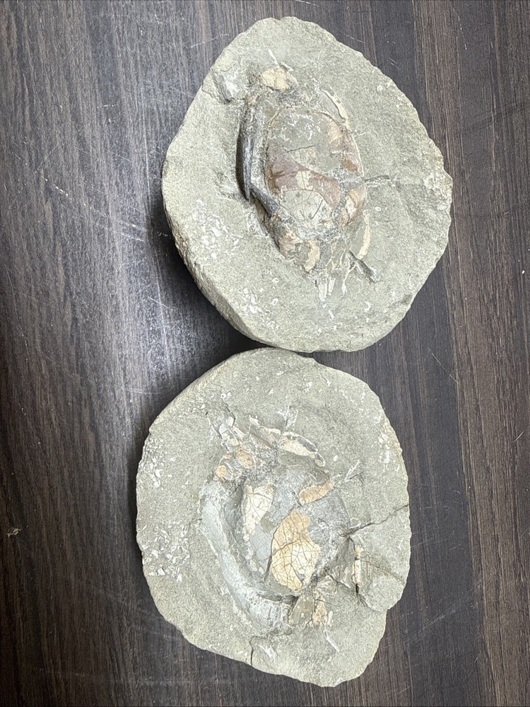 Unique Fossil Crab Ball Type Specimen