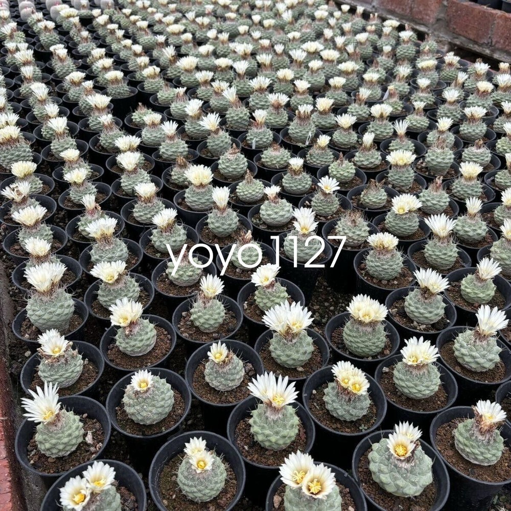 2pcs 2-3CM RareSucculent Plant Strombocactus disciformis seedgrowth