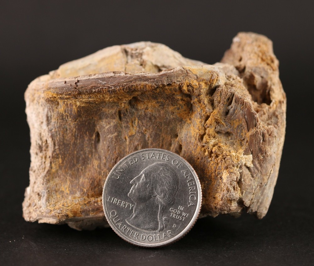 Fossil Fish Xiphactinus Large Vertebra Certaceous Kansas COA #3314
