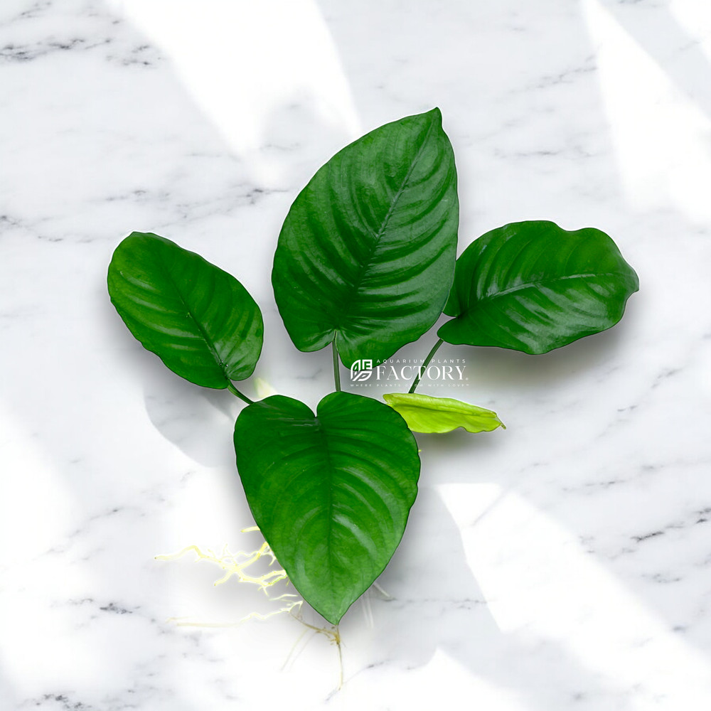 Anubias Barteri Broad Leaf