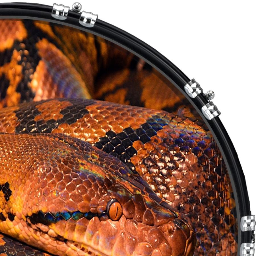 Aquarian 22" Kick Bass Drum Head Graphical Image Front Skin Snake Python 1